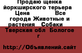 Продаю щенка йоркширского терьера  › Цена ­ 20 000 - Все города Животные и растения » Собаки   . Тверская обл.,Бологое г.